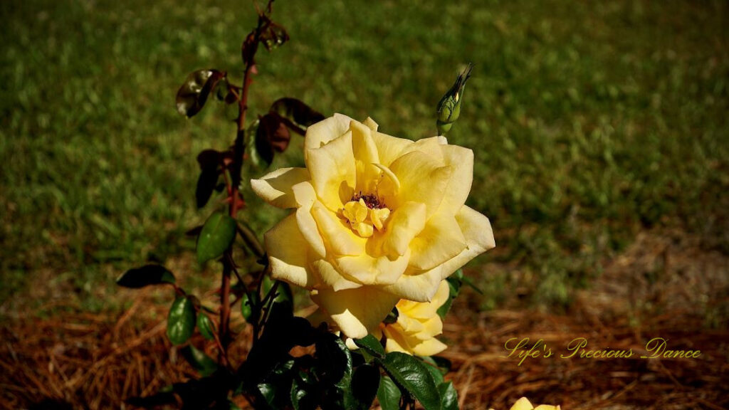 Cream colored rose in bloom on a vine.