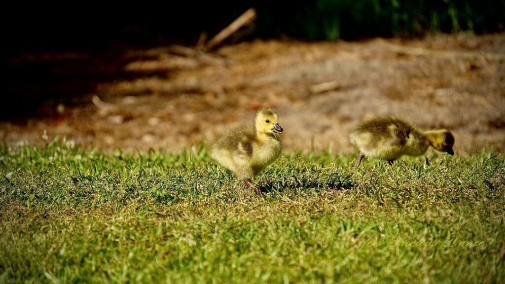 Two ducklings grazing.