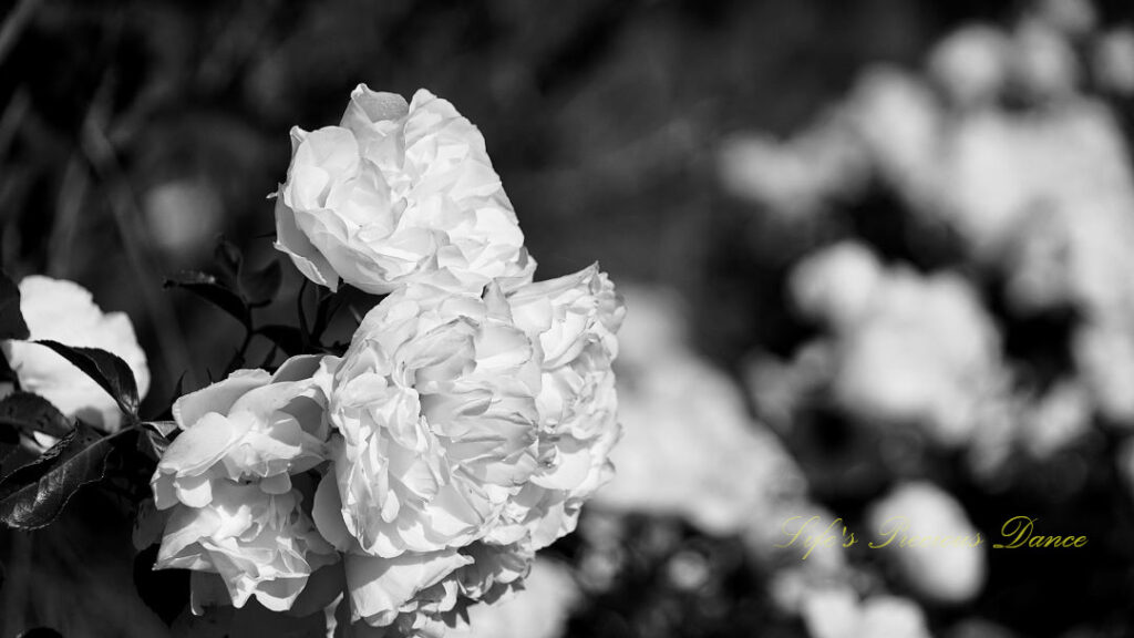 Black and white close up of roses in full bloom