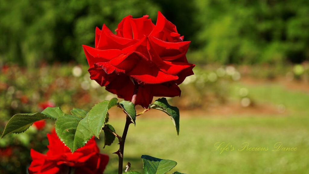 Red rose in full bloom.