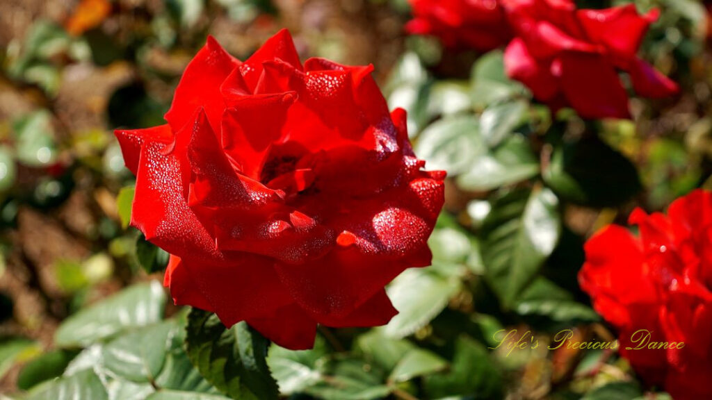 Red rose in full bloom with dew glistening on its petals.