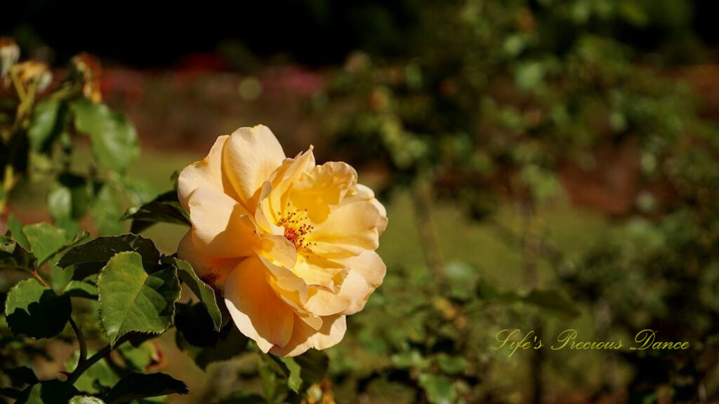 Peach colored rose in full bloom.