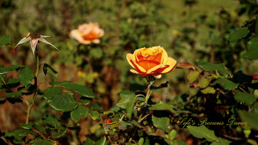 Peach colored rise in full bloom.