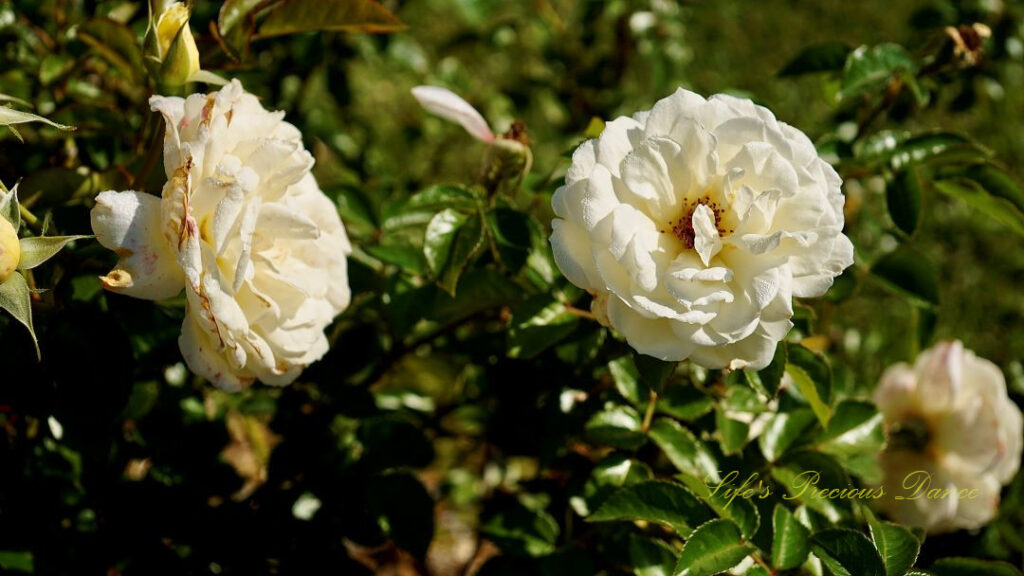 White roses in full bloom.