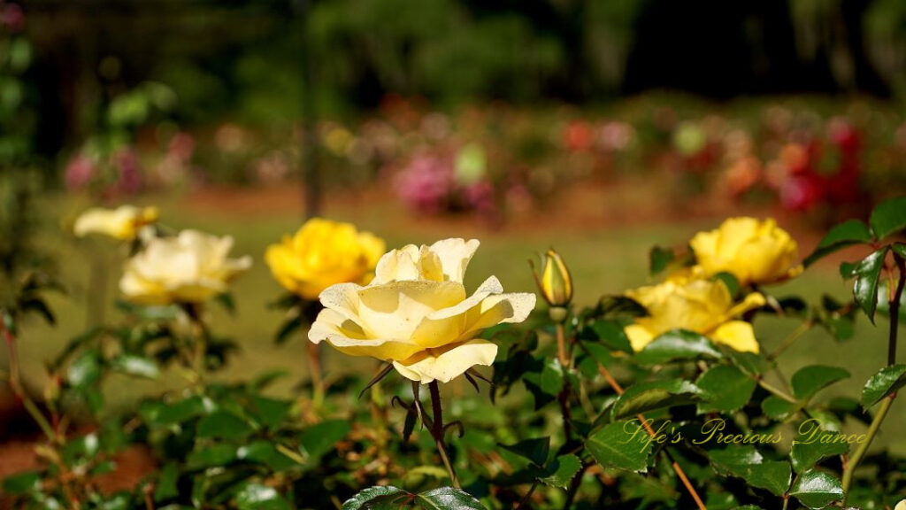 Yellow rose in full bloom.