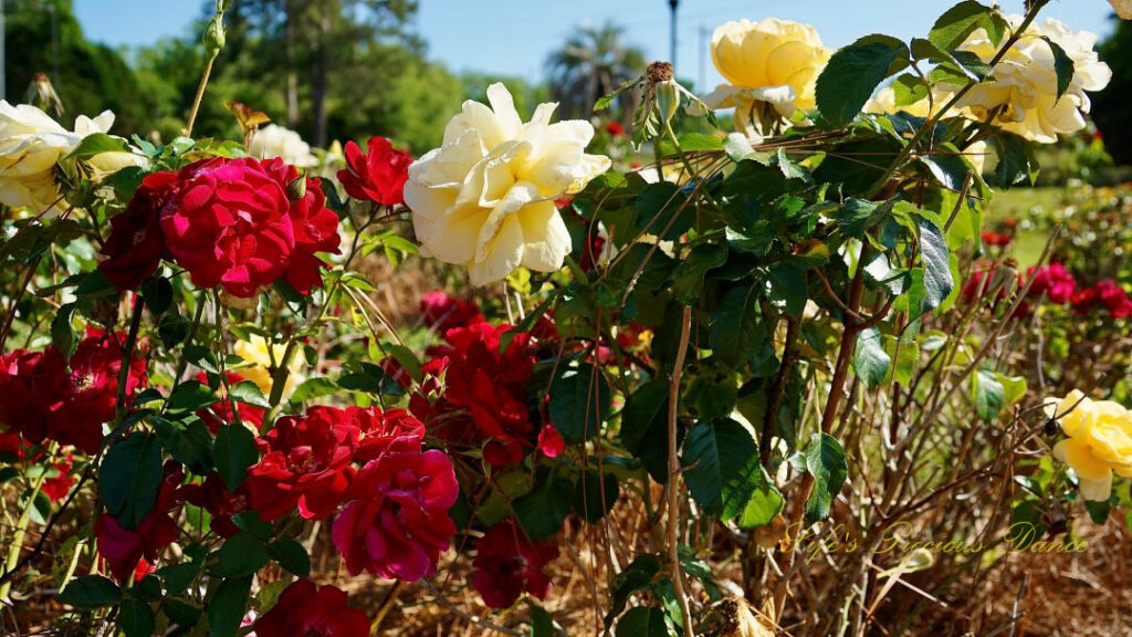 White and red roses on a vine in full bloom.