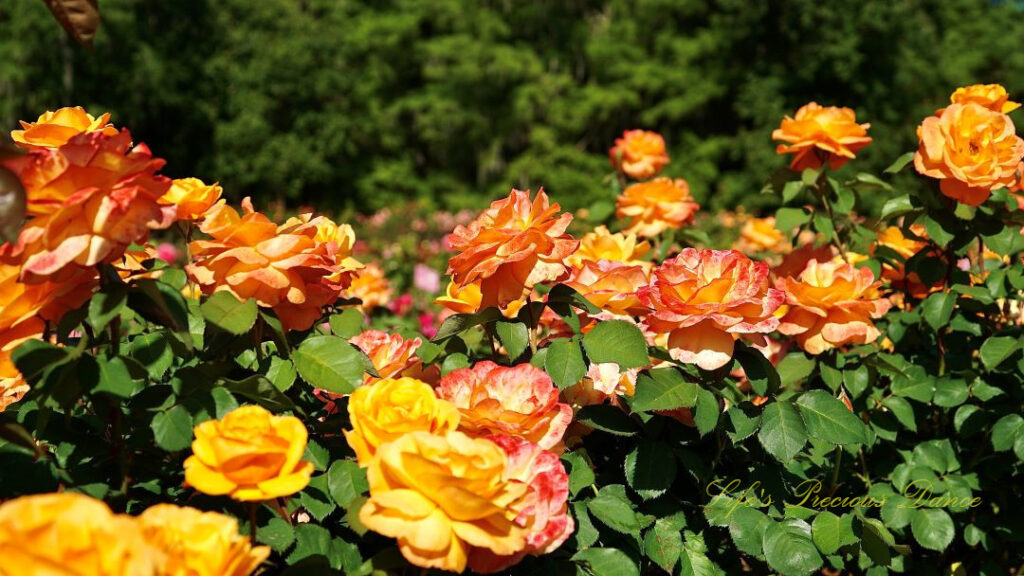 Yellow and pink roses in full bloom.