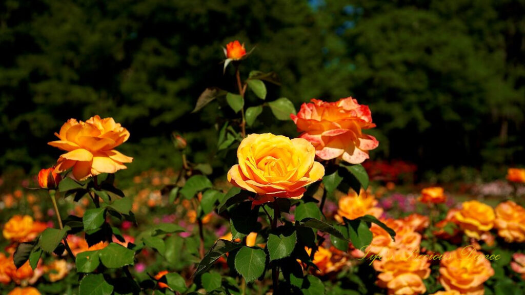 Yellow and orange roses in full bloom.