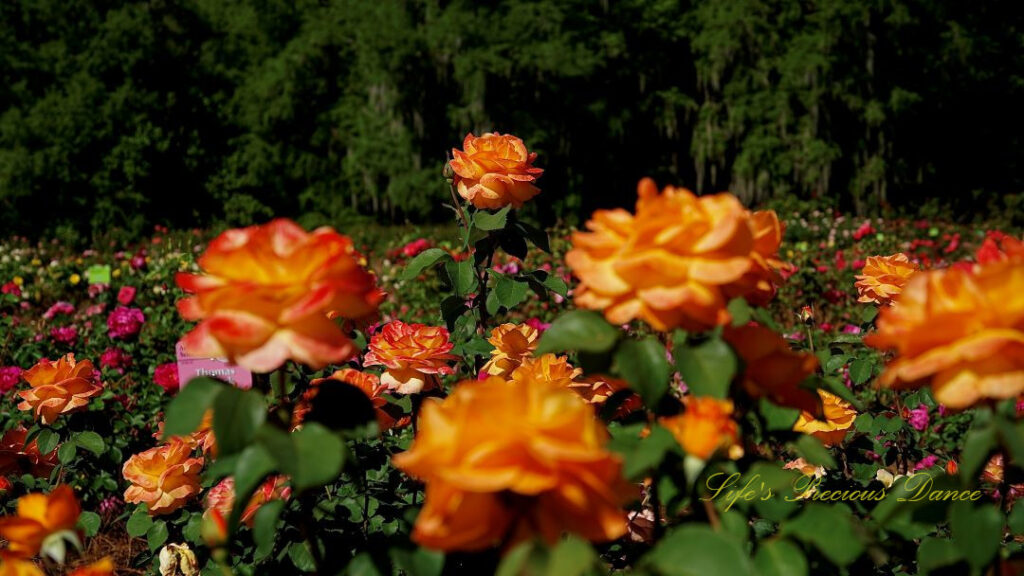 Orange roses in full bloom towering above colorful others below.