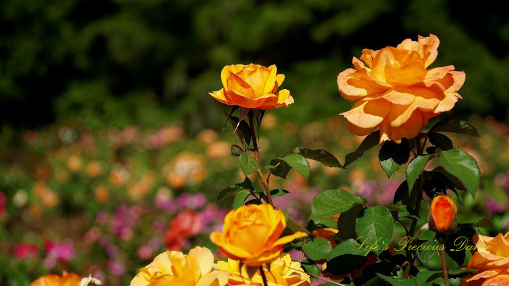 Yellowish-orange roses in full bloom.