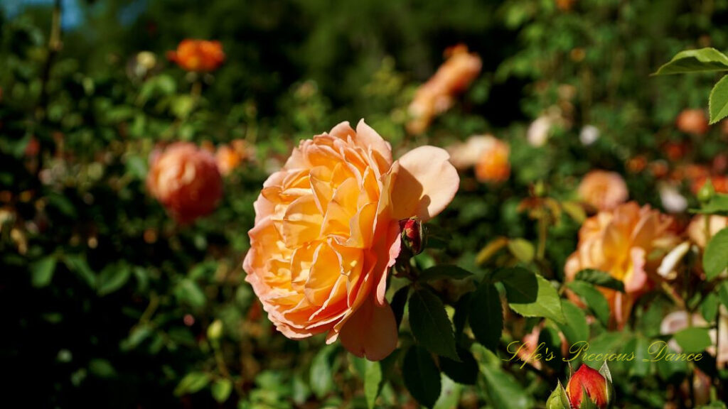 Side View of a pink rose in full bloom.