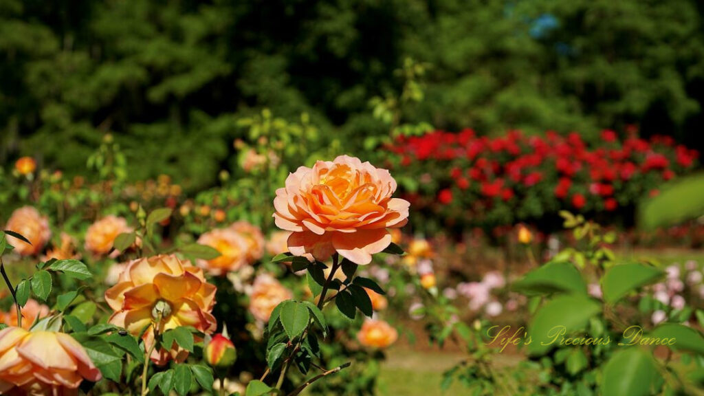 Pink rose in full bloom in a floral garden.