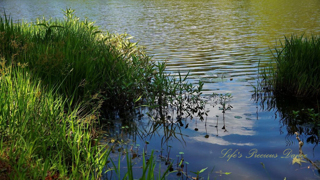 Close up of grass growing along Lake Barnwell, Clouds reflecting in the water.