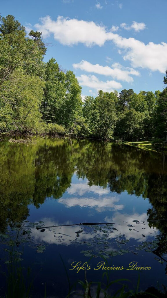 Trees, blue skies, and clouds creating the perfect mirror image in Lake Barnwell.