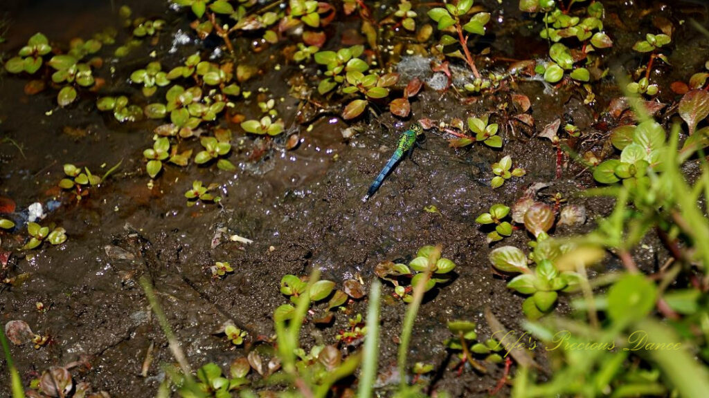 Blue Dasher dragonfly resting on the soil amongst vegetation.