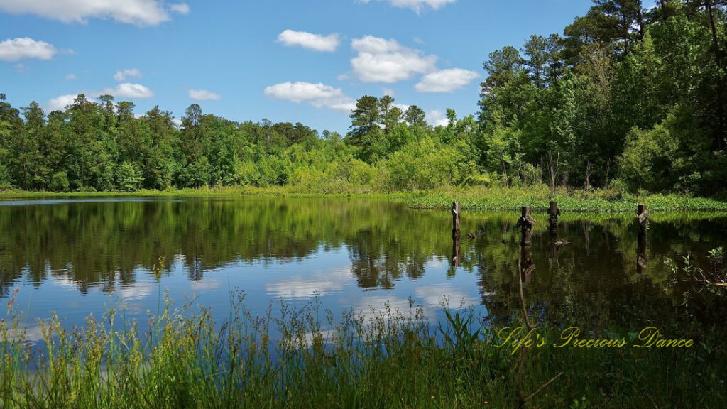 Landscape view of a pond at Barnwell State Park, Clouds, trees, pier posts and blue sky reflecting in the water.