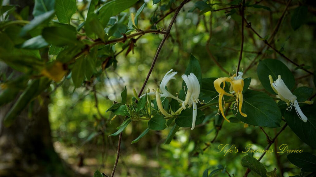 Japanese honeysuckle in full bloom on a vine at Barnwell State Park