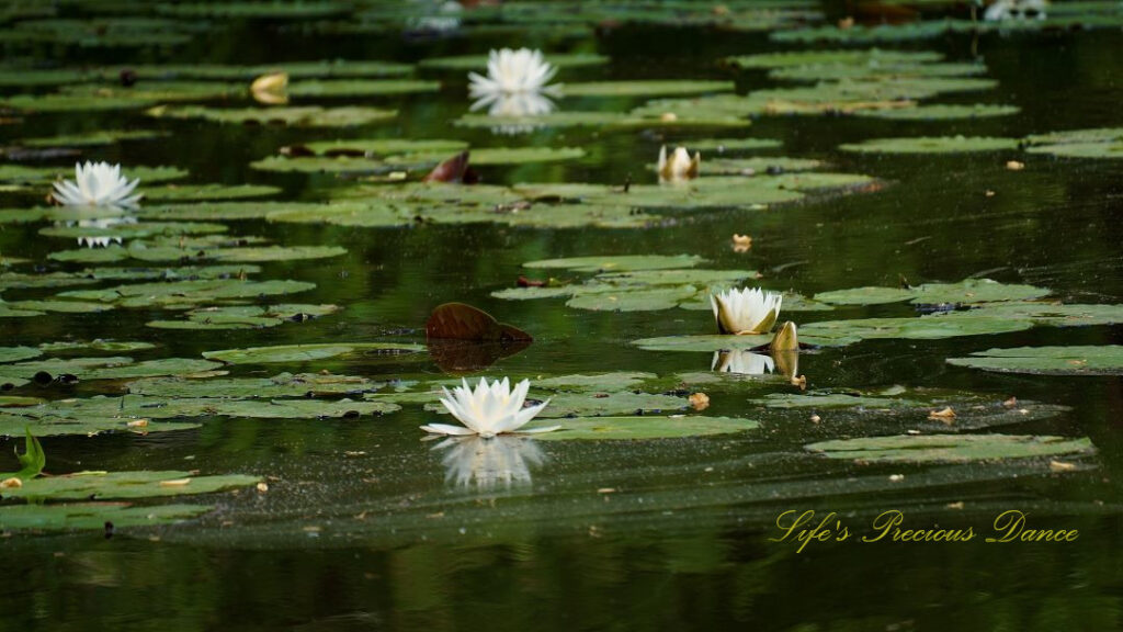 Several water lilies in full bloom, amongst lily pads, reflecting in the lake.