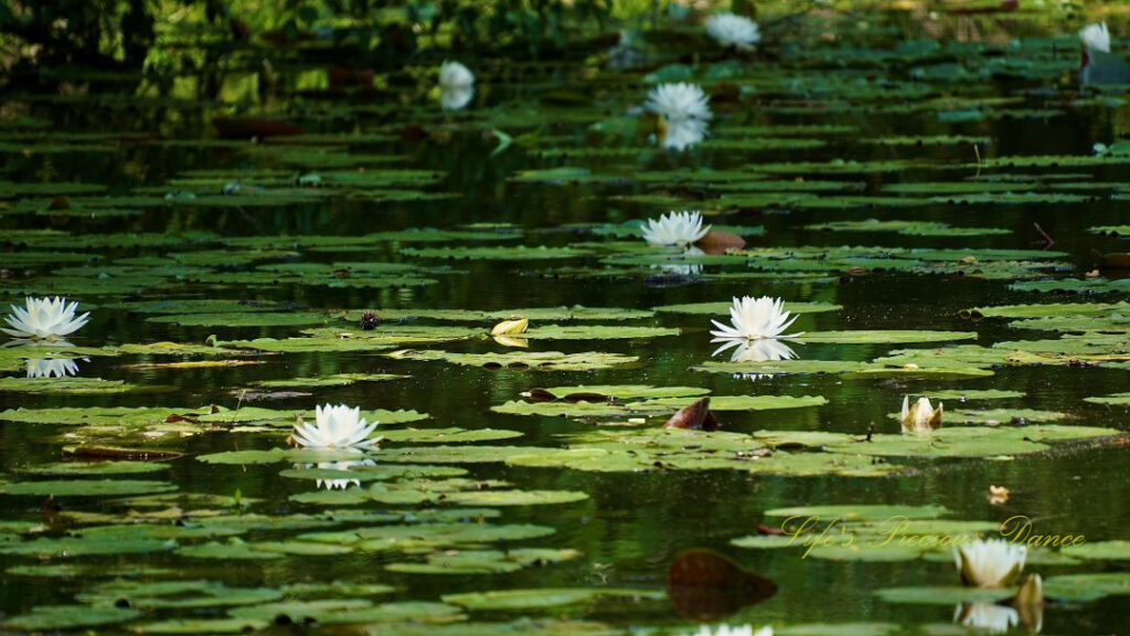 Several water lilies in full bloom, amongst lily pads, reflecting in the lake.