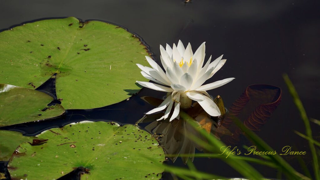 Water lily in full bloom reflecting in the water amongst lily pads.