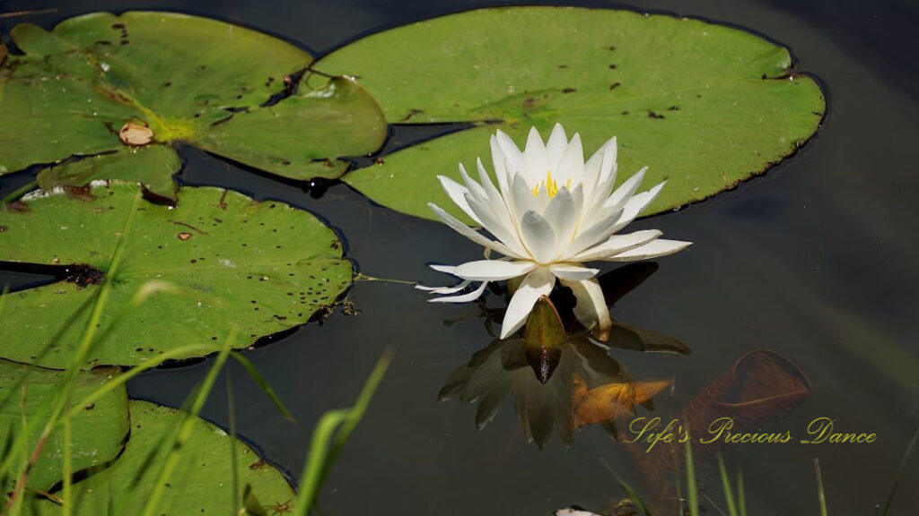 Water lily in full bloom reflecting in the water amongst lily pads.