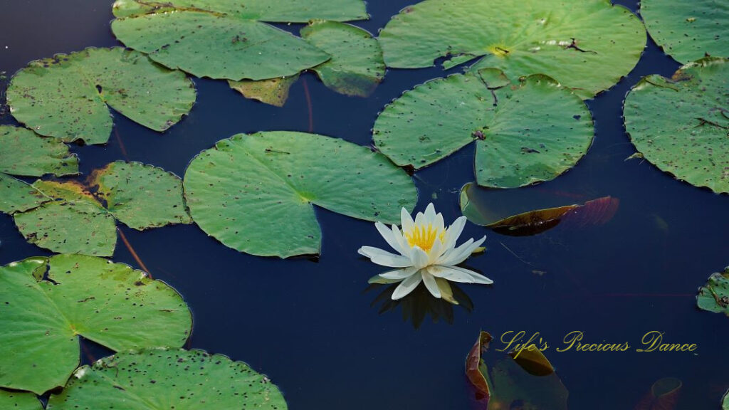 Water lily in full bloom reflecting in the water amongst lily pads.