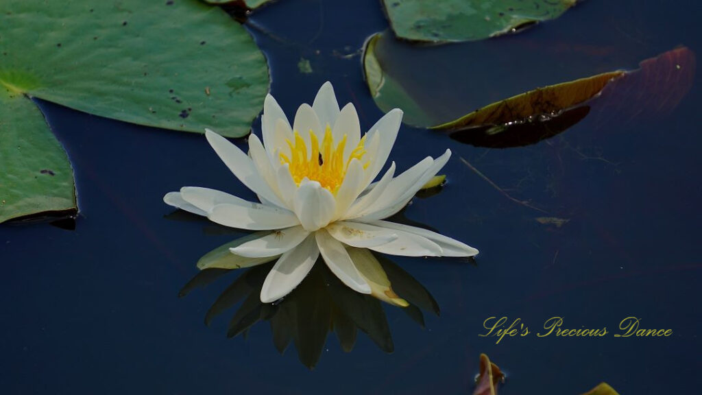 Water lily in full bloom reflecting in the water amongst lily pads.