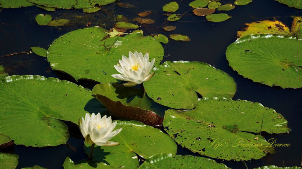 Water lilies in full bloom amongst lily pads on Lake Barnwell.