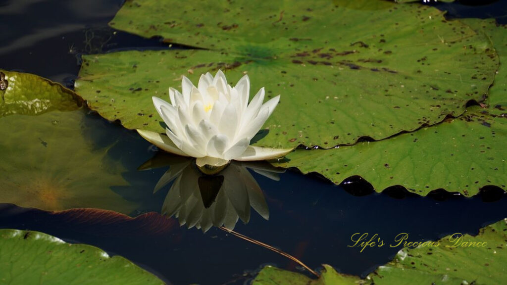 Water lily in full bloom reflecting in the water amongst lily pads.