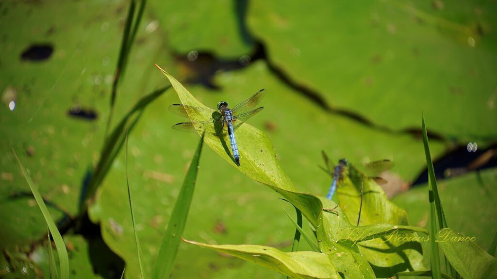 Two Blue Dasher dragonflies resting on leaves above lily pads in Lake Barnwell.