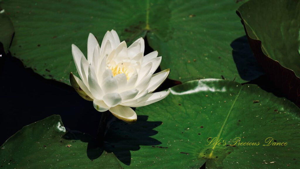 Water lily in full bloom casting a shadow on lily pads.