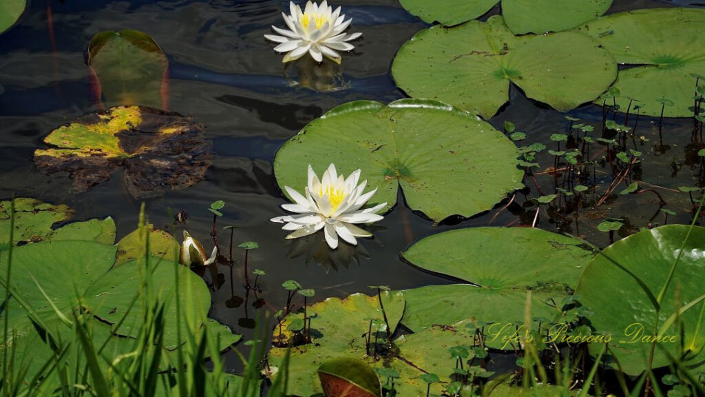 Water lilies in full bloom amongst lily pads on Lake Barnwell.