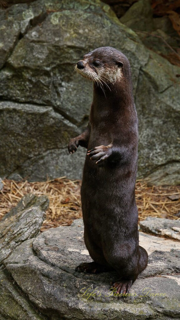 Otter standing on its hind legs on a rock.