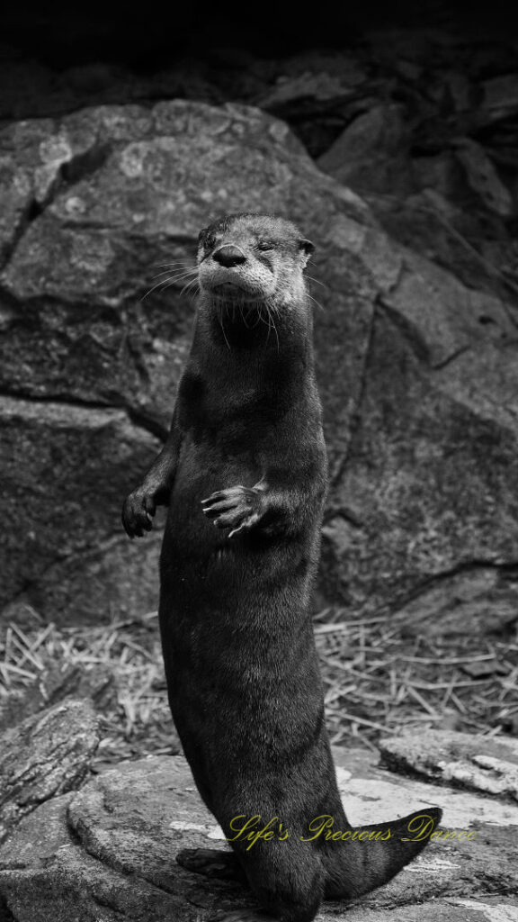 Black and white of an otter standing on its hind legs on a rock.