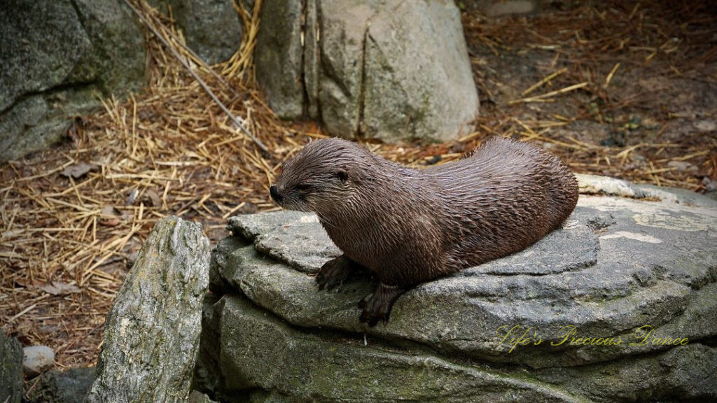 Otter resting on a rock. in an enclosure.