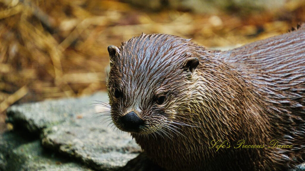 Close up of an otter resting on a rock in an enclosure.