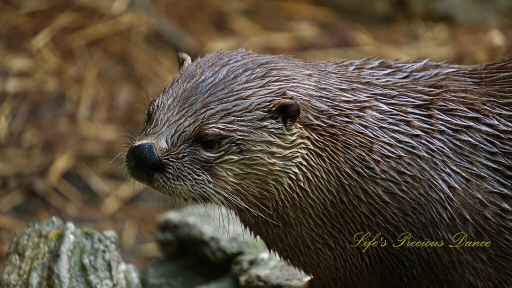 Close up of an otter staring off to the left.