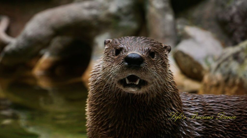 Otter with mouth open and teeth showing, staring straight ahead.