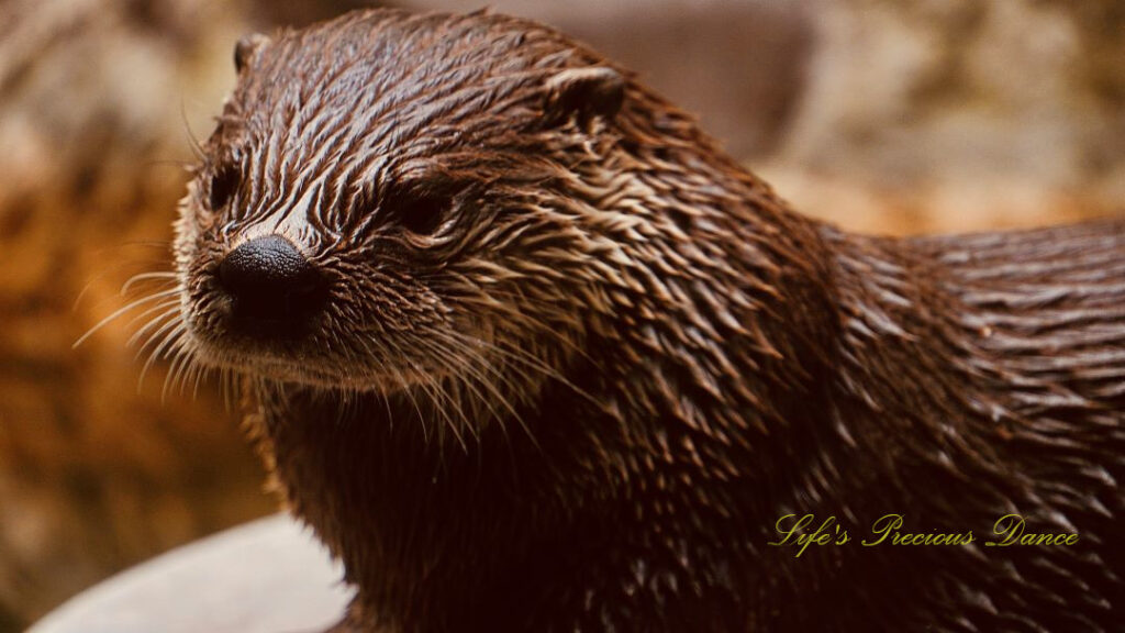 Close up of an otter resting on a rock in an enclosure.