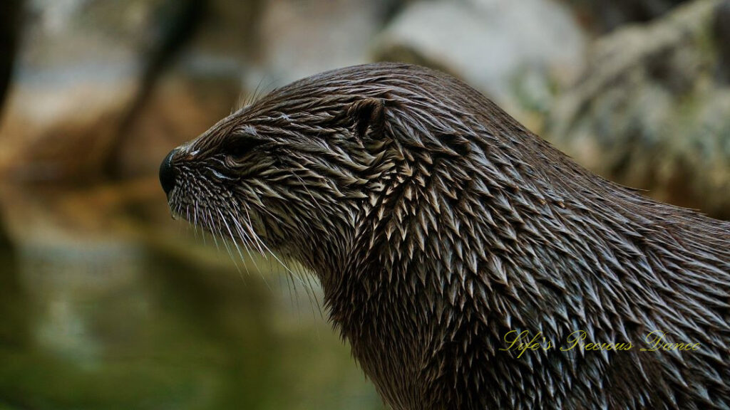 Close up of an otter staring off to the left.