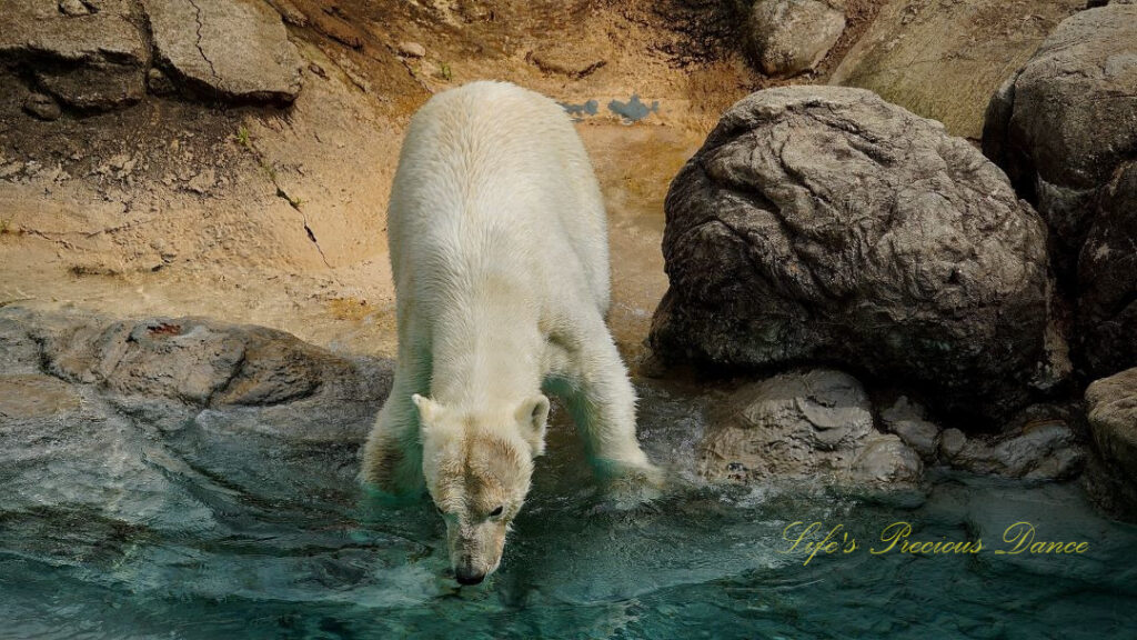 Polar bear drinking from a pool of water. A boulder to its side.