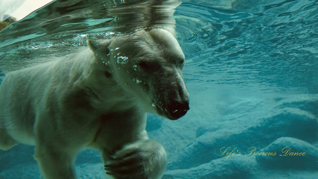 Close up of a polar bear swimming in a zoo enclosure. Air bubbles coming from its mouth.