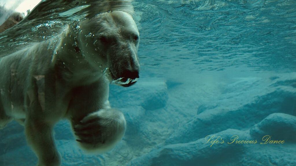 Close up of a polar bear swimming in a zoo enclosure. Air bubbles coming from its mouth.