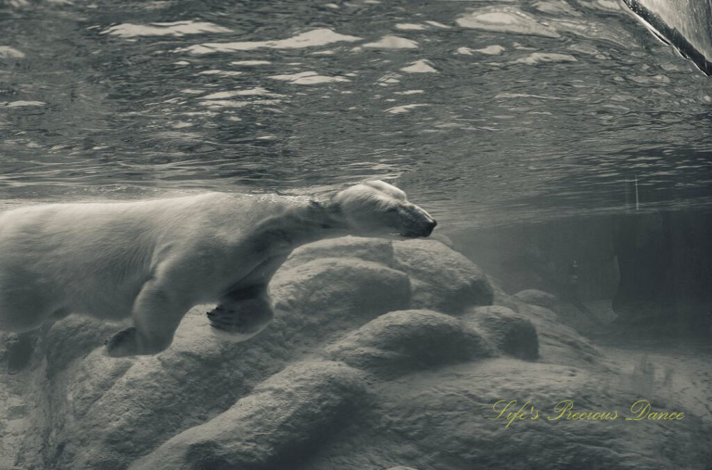 Black and white of a polar bear swimming in a zoo enclosure.