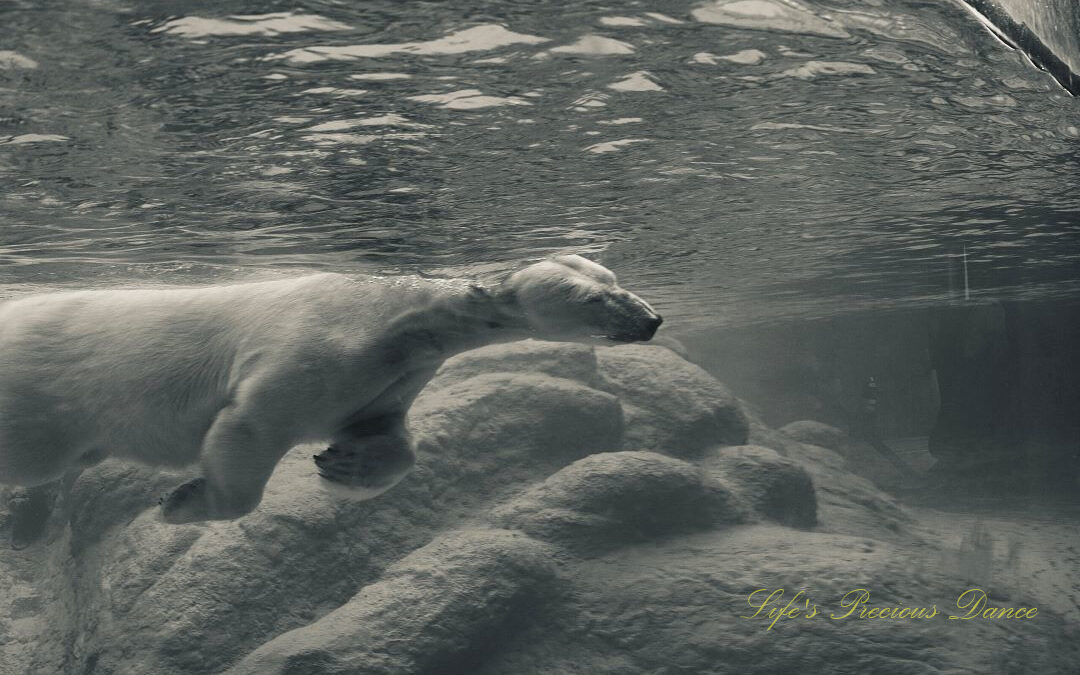 Black and white of a polar bear swimming in a zoo enclosure.