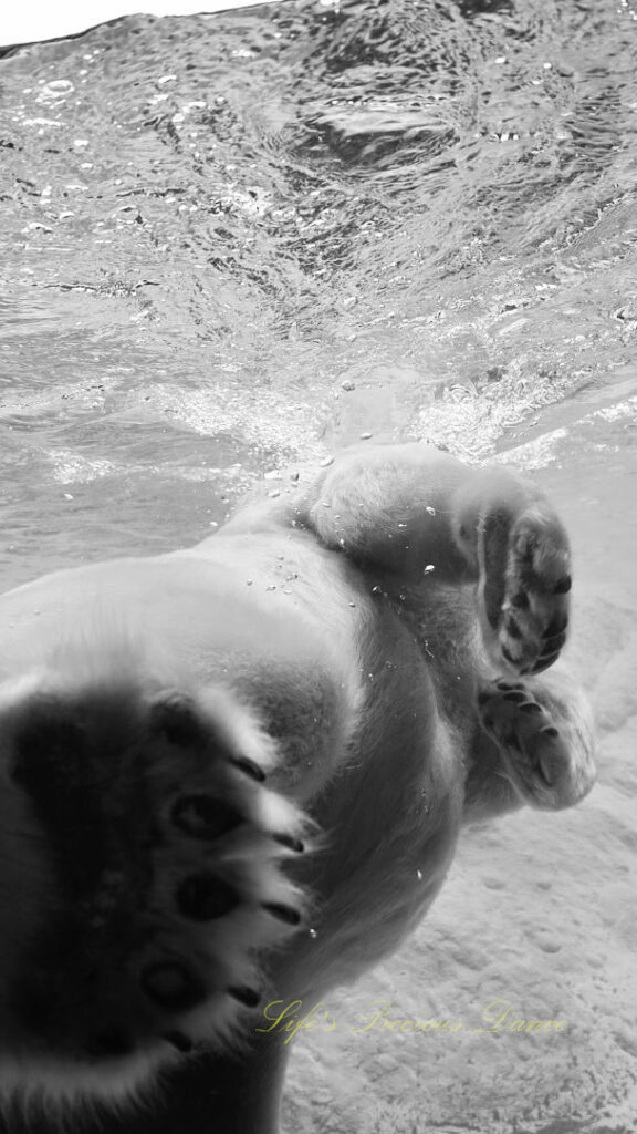 Black and white of a polar bear swimming and pushing off of the glass in a zoo enclosure.