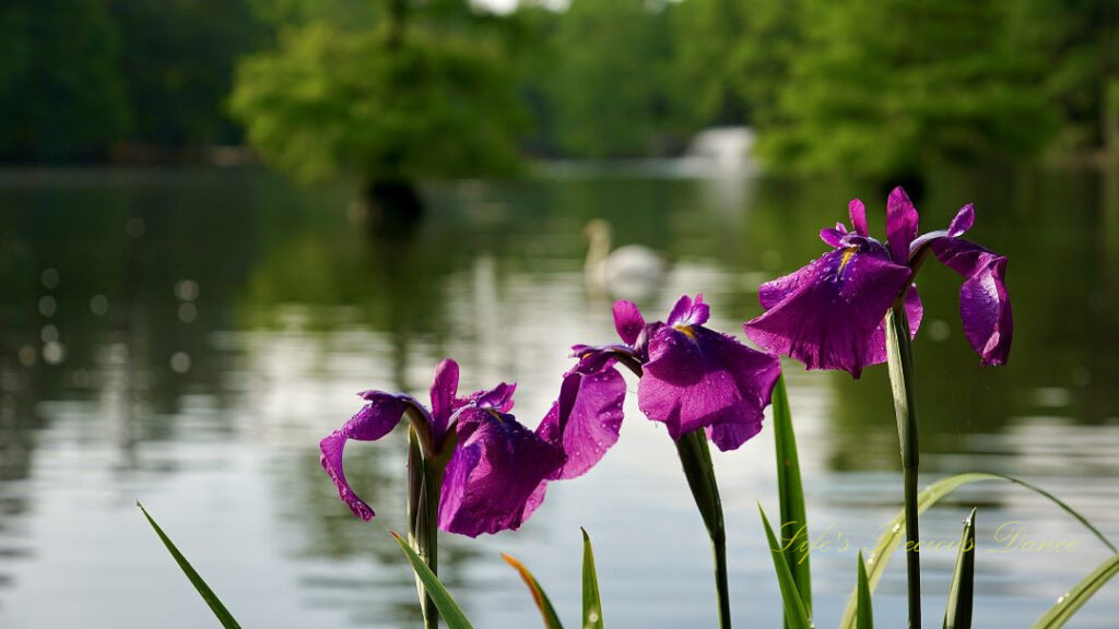 Close up of irises in bloom. Cypress trees, a swan and a fountain can be seen in the background.