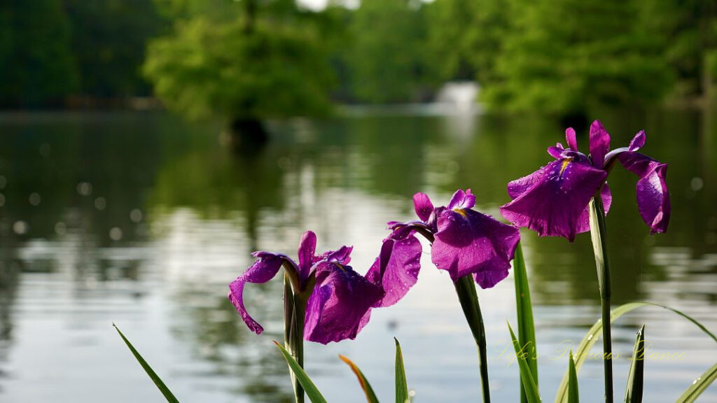 Close up of irises in bloom. Cypress trees and a fountain can be seen in the background.