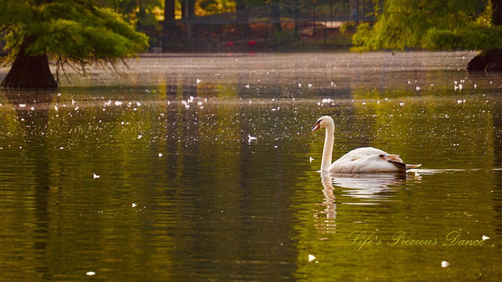 Swan swimming on the lake reflecting on the surface of the water. A cypress tree in the background.