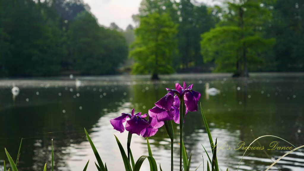 Irises in full bloom. Cypress trees and swans swimming on the lake in the background.